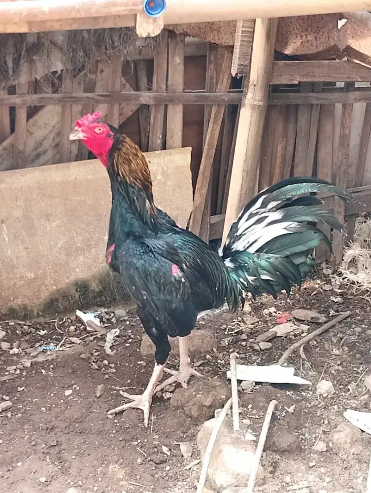 ayam bangkok mangon