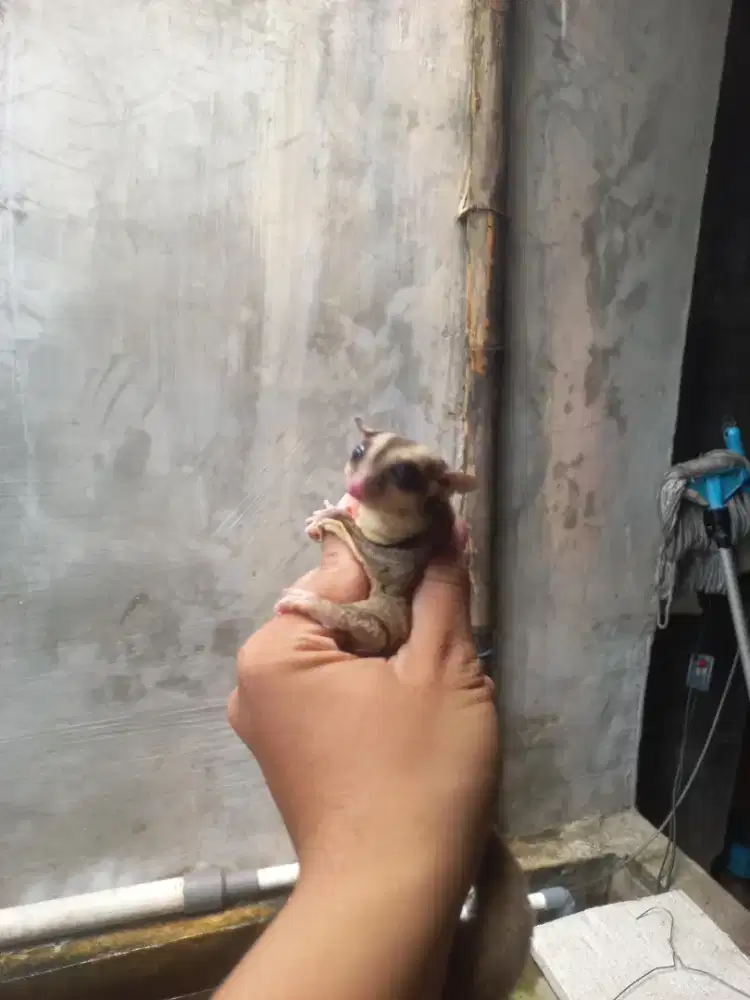 Sugar glider white face betina