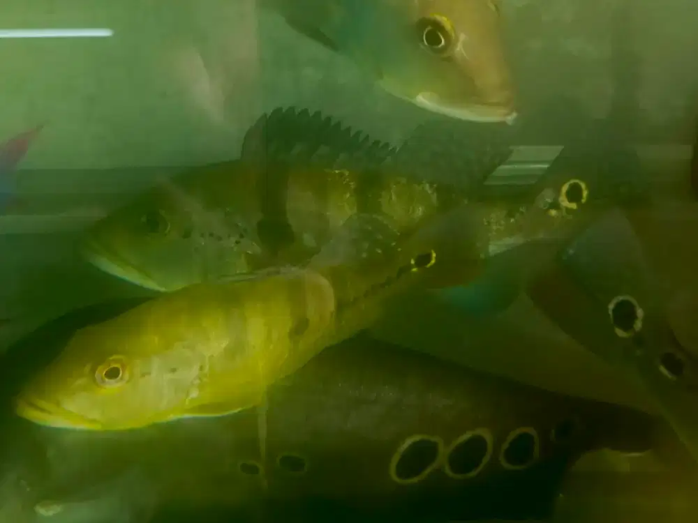 Ikan bass peliharaan