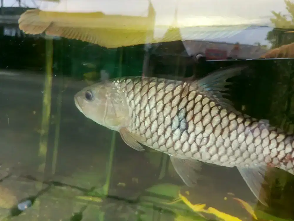 Ikan hampala peliharaan