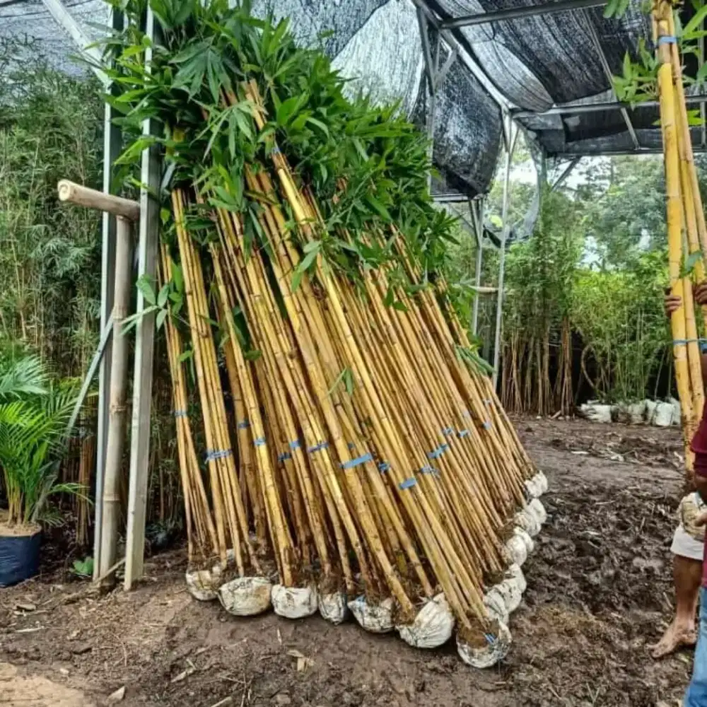 Bambu panda ( kuning)