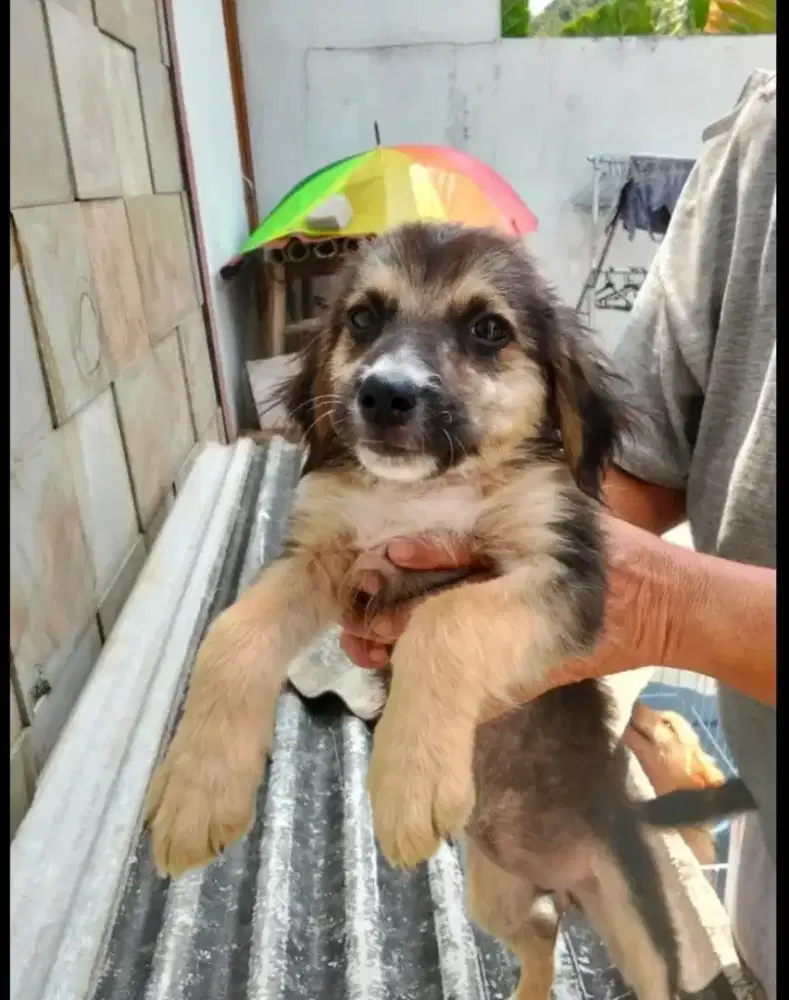 Jual anak anjing MIX Pittbull, Golden Retriever, Herder