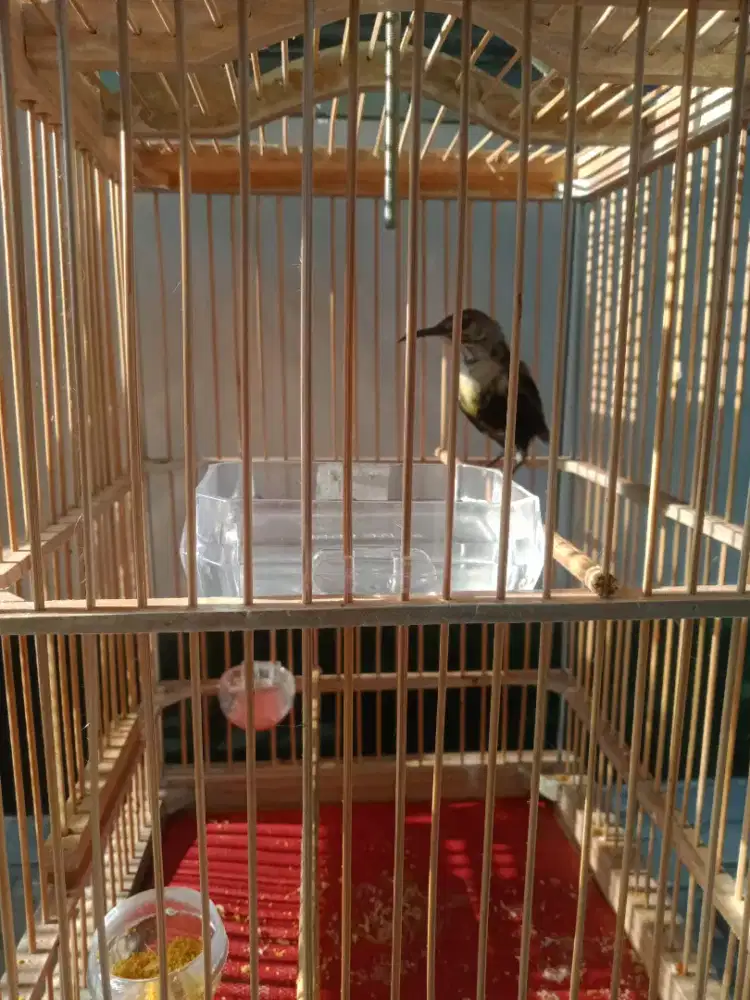 Kolibri Ninja Hitam Metatol