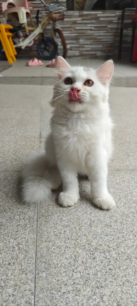 Kucing Persia 3 bulan