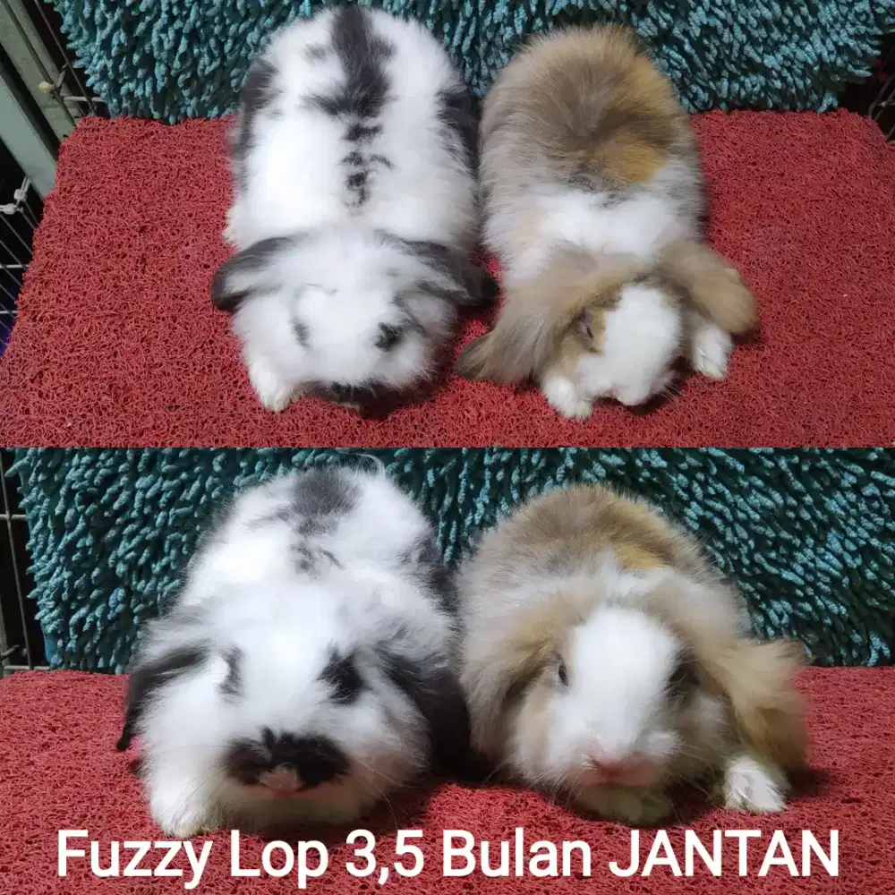 Anakan Kelinci Fuzzy Lop usia 3.5 bulan murah