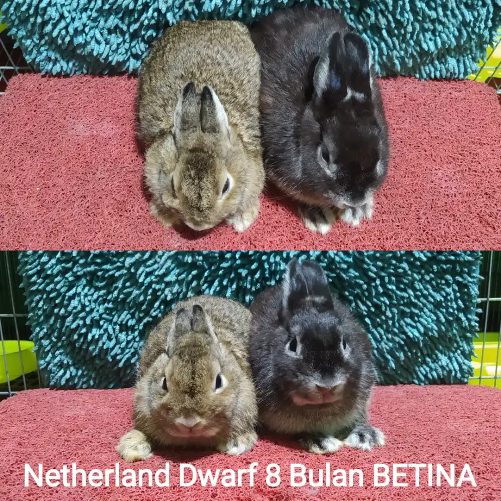 Indukan kelinci Netherland Dwarf BETINA murah
