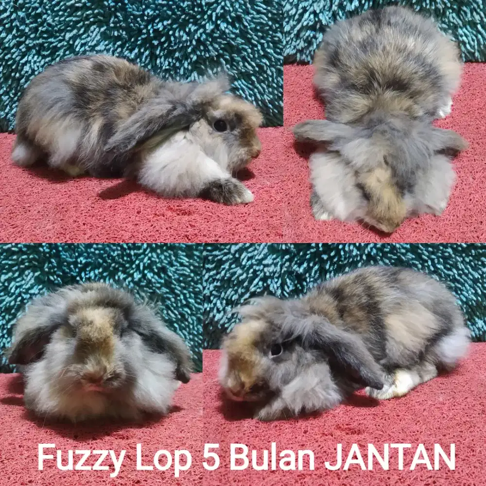 Kelinci fuzzy lop JANTAN usia 5 Bulan