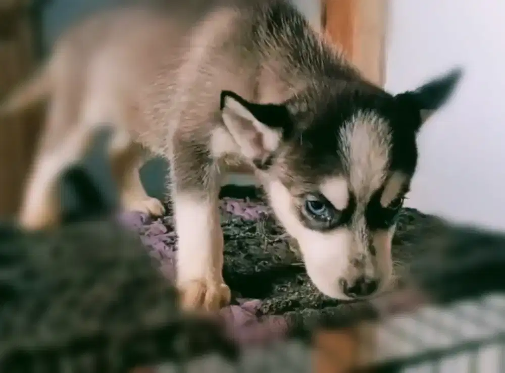 Siberian Husky Jantan Mata Biru