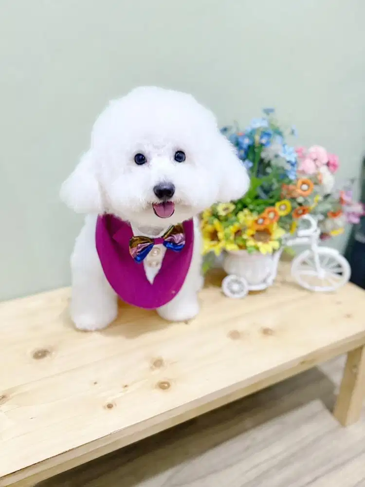 Pejantan korean mini bichon super cute face