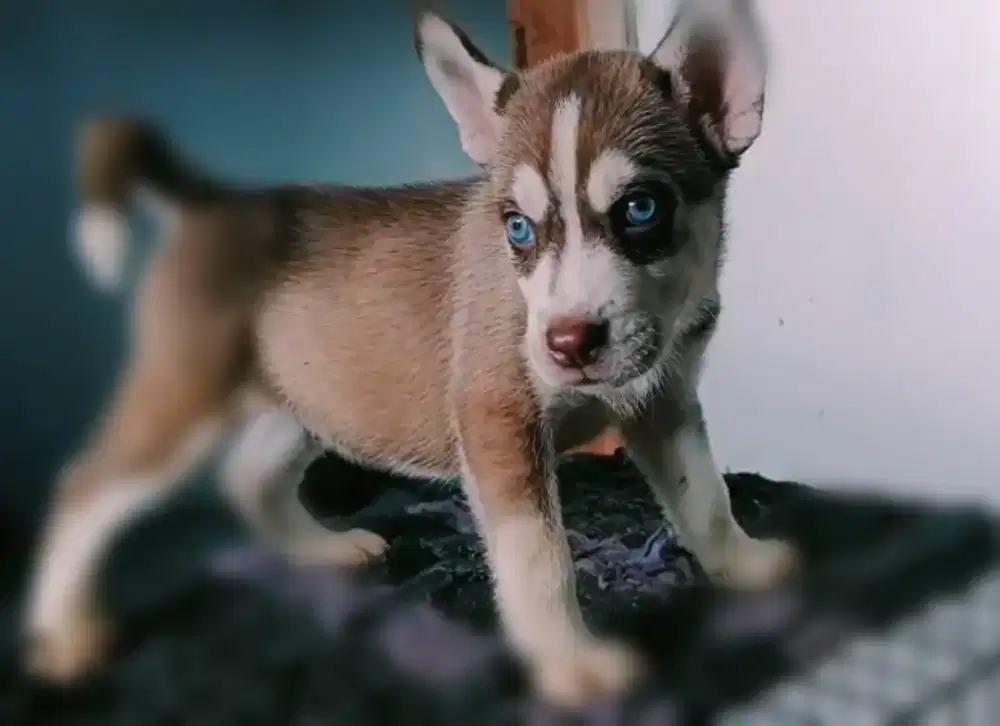 Siberian Husky Jantan Mata Biru