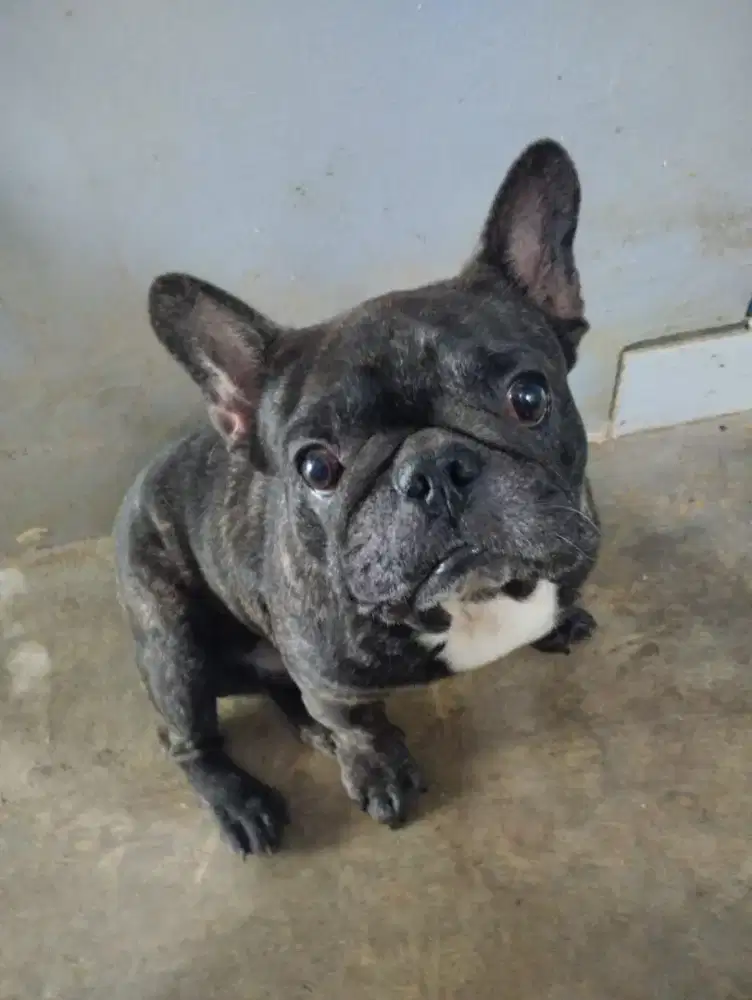 French bulldog stambum sepasang