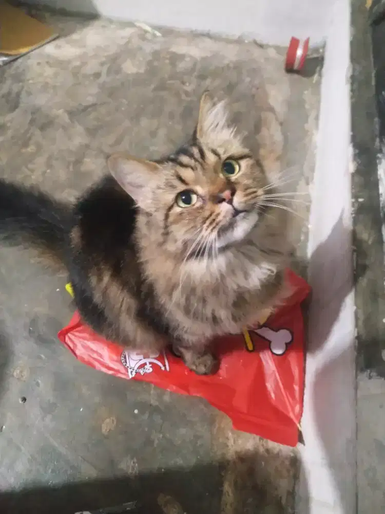 LEPAS ADOPT PERSIA