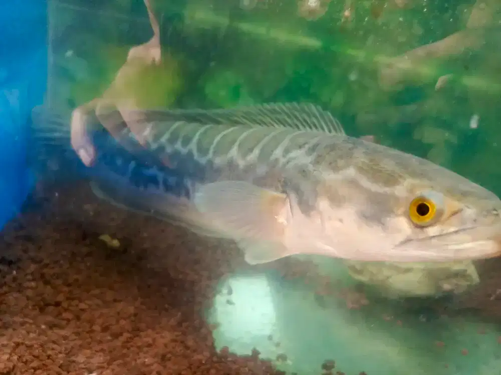 Ikan gabus toman peliharaan