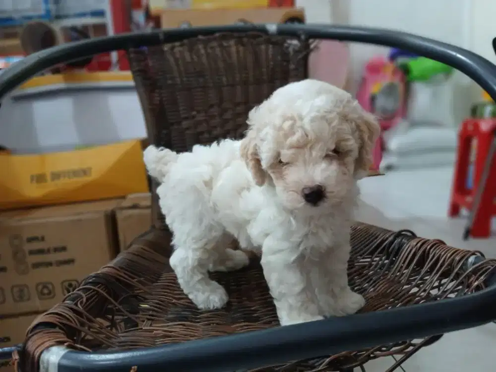 ANAKAN POODLE PARTY WHITE