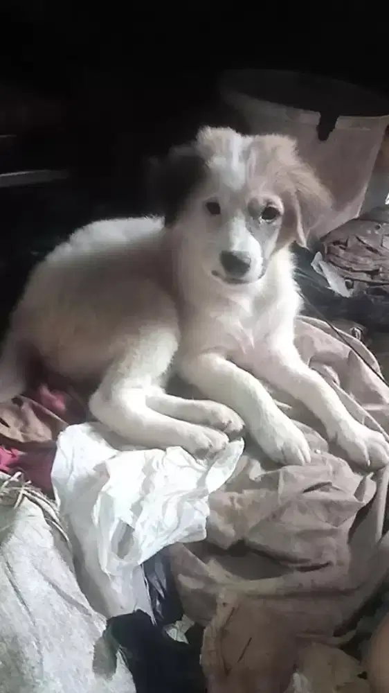 Anak anjing mix golden jantan
