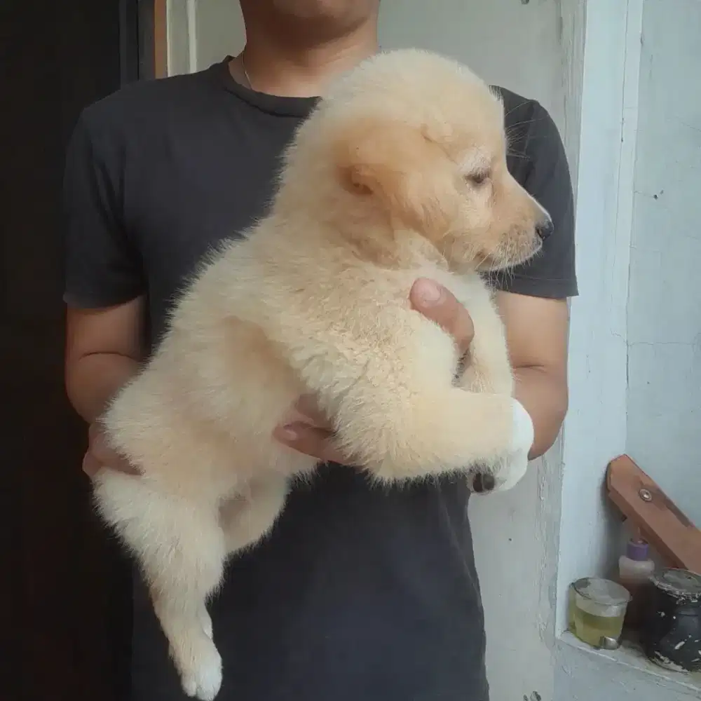 Anak anjing Ras Besar