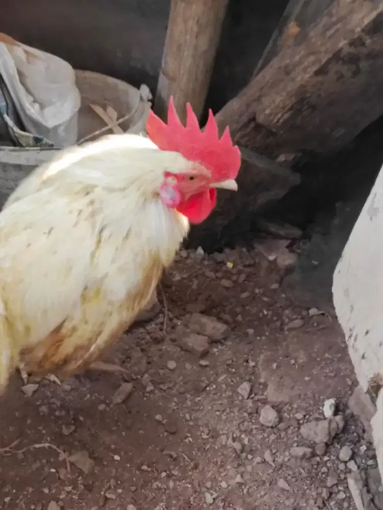 3 ekor ayam kampung