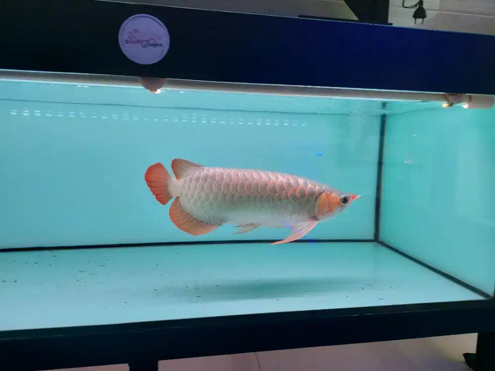 Ikan Arwana SR Size 40 Cm
