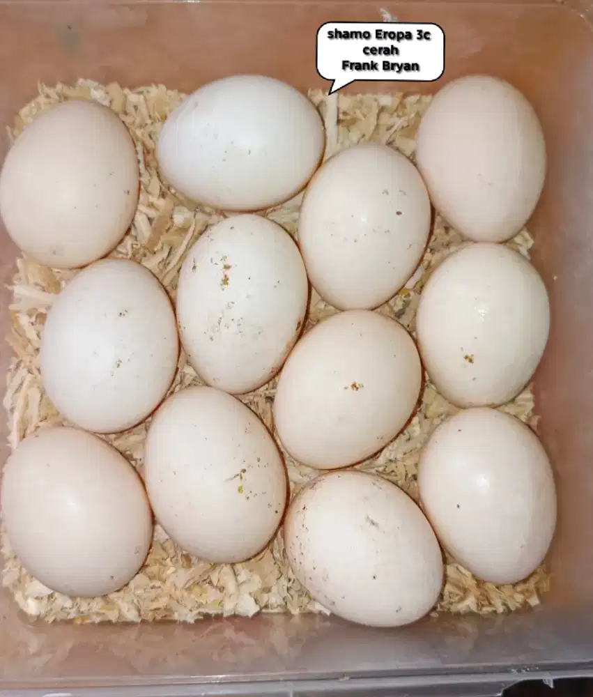 Telur ayam shamo Eropa 3colour