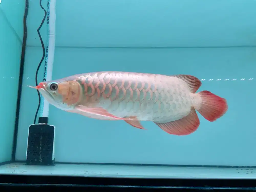 Ikan Arwana SR Size 38