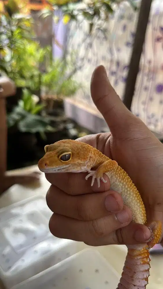 Leopard gecko sunglow