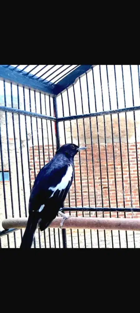 Burung kacer daput