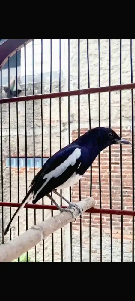 Burung kacer daput