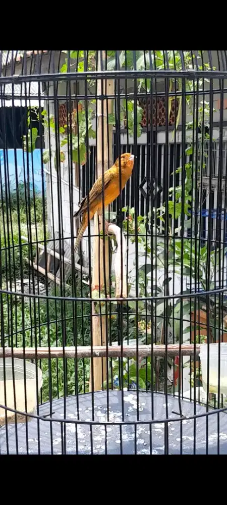 Burung kenari gacor