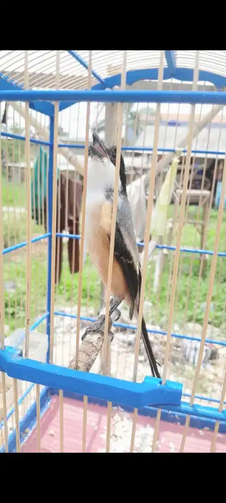 Burung pentet sembur