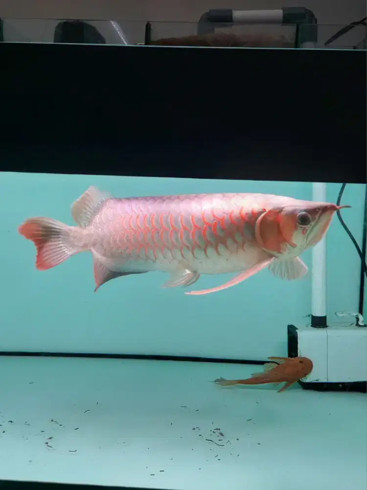 Ikan Arwana SR Size 40