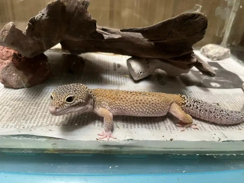 Leopard gecko jantan