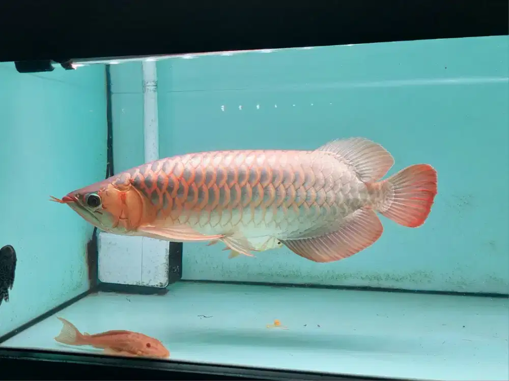 Ikan Arwana SR Size 50 Cm