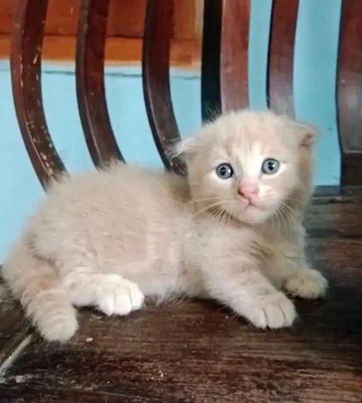 Kucing munchkin gaelic double fold