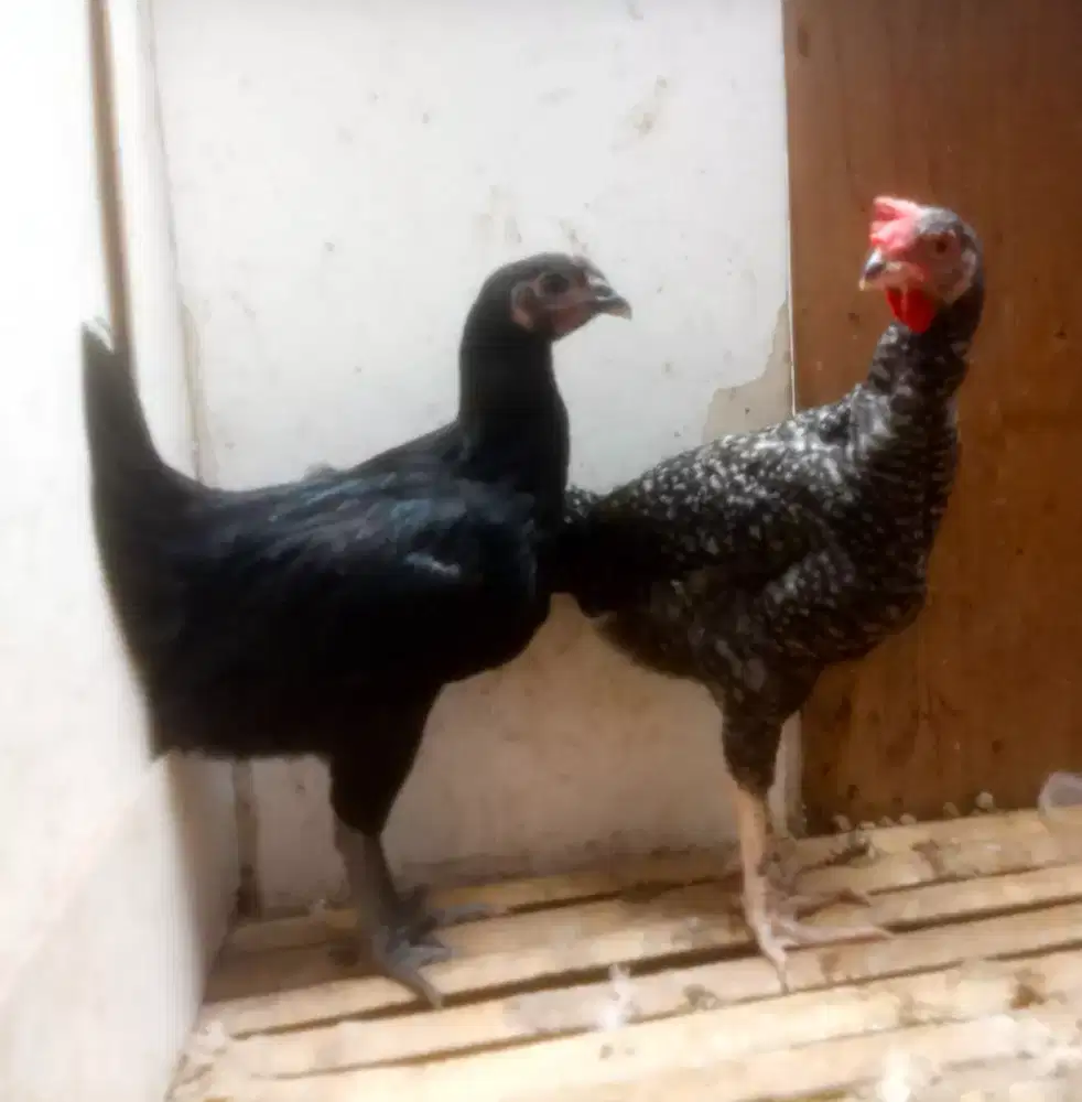 AYAM PELUNG SEPASANG