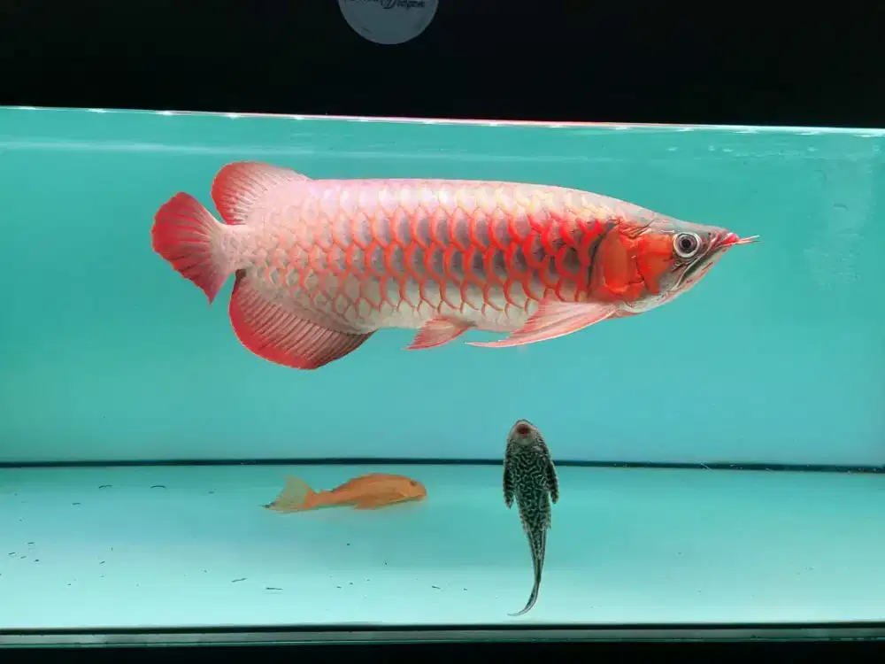 Ikan Arwana SR Size 50 Cm