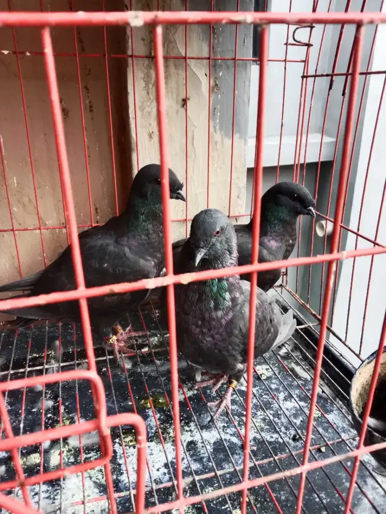 Piyikan merpati sungut 5 ekor