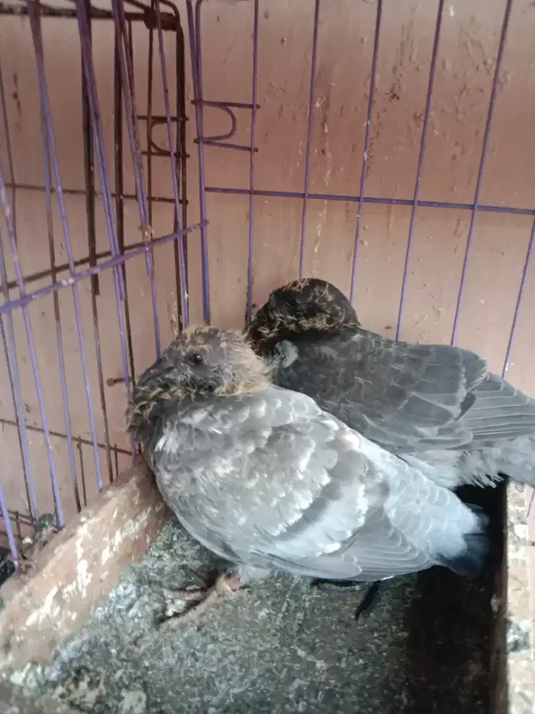 Anakan merpati sungut ada 5 burung