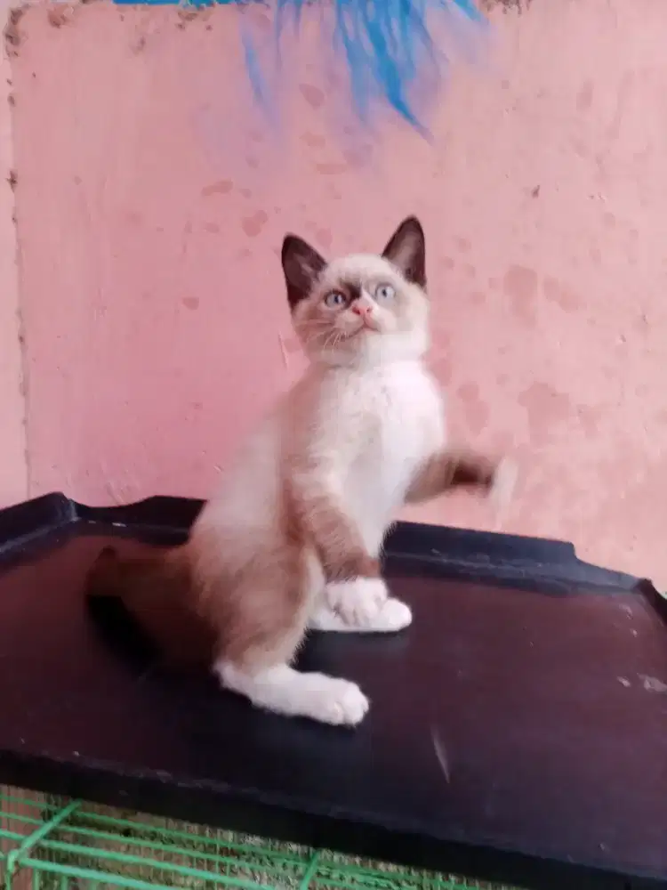 Kucing Himalaya siames