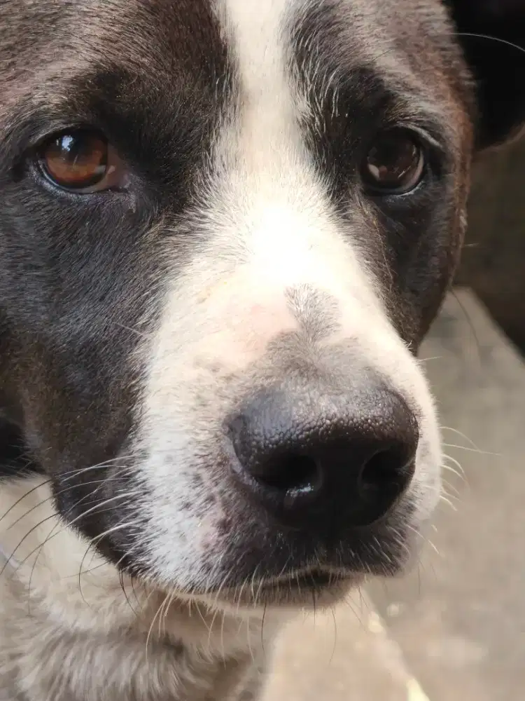Anjing jantan Pitbull turunan