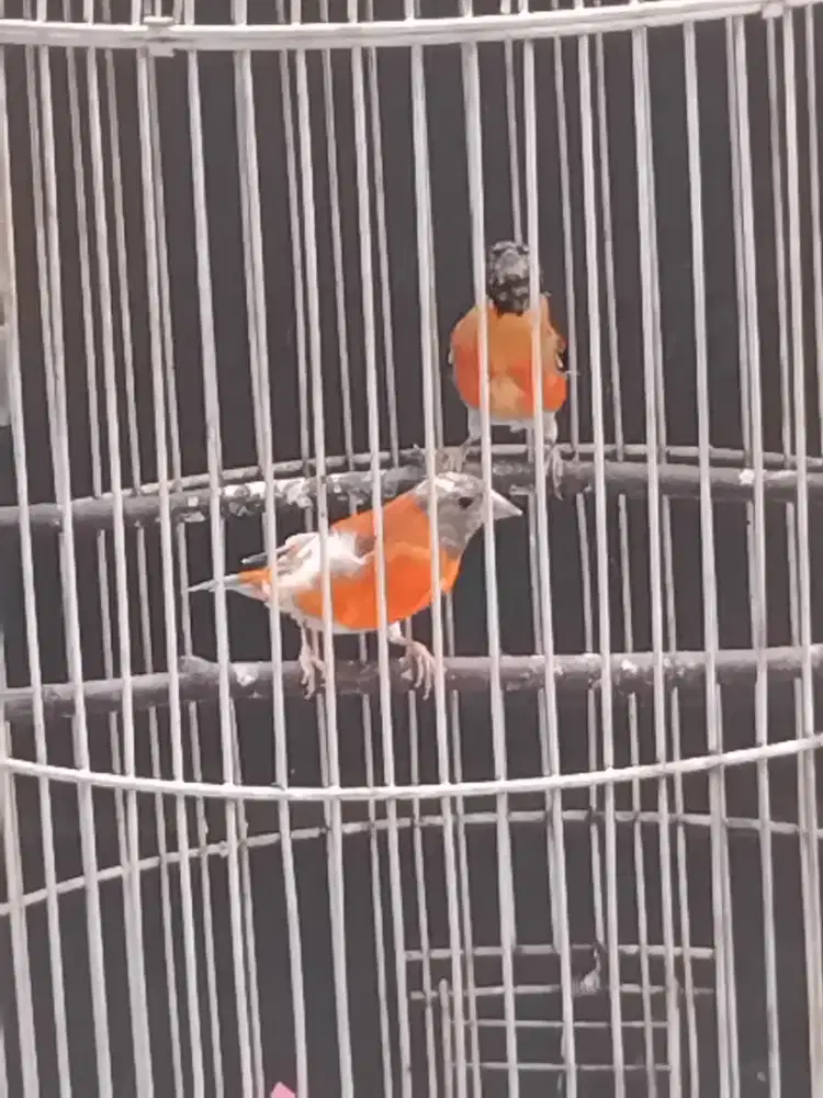 Burung RS dijual