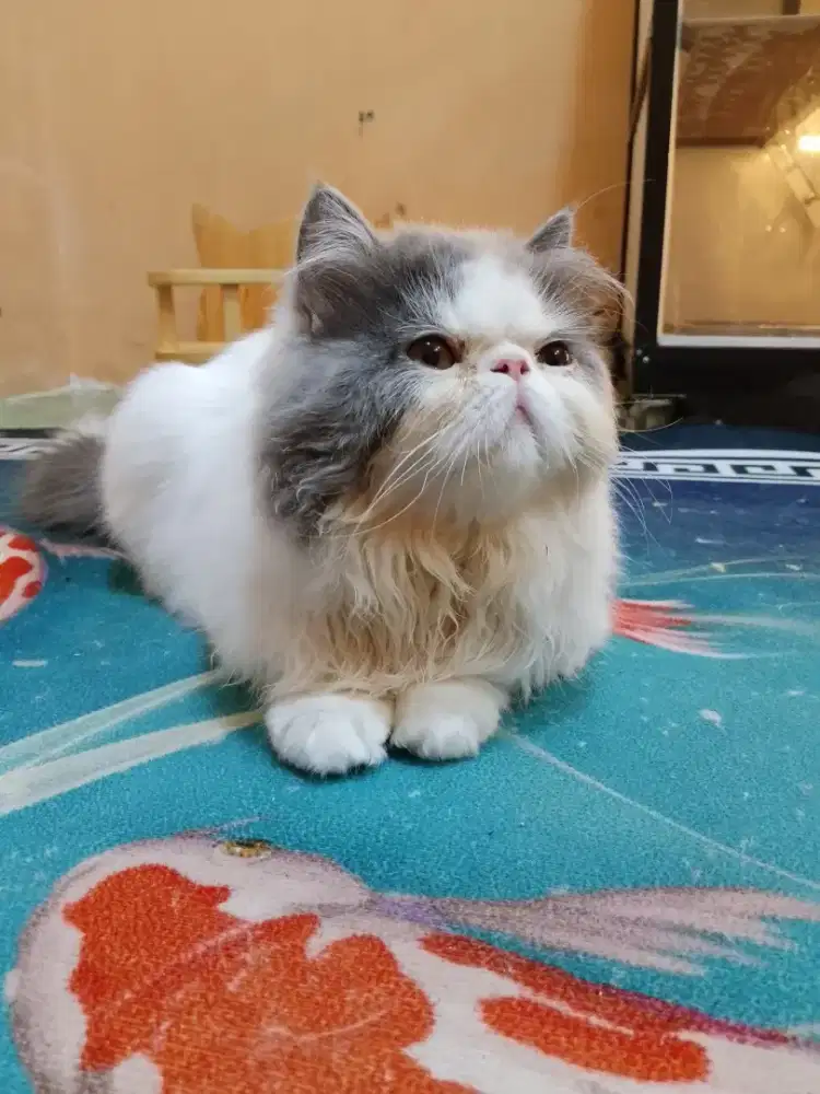Persia PEAKNOSE