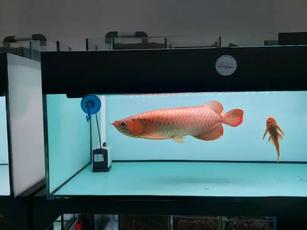 Ikan Arwana SR Size 50 Cm