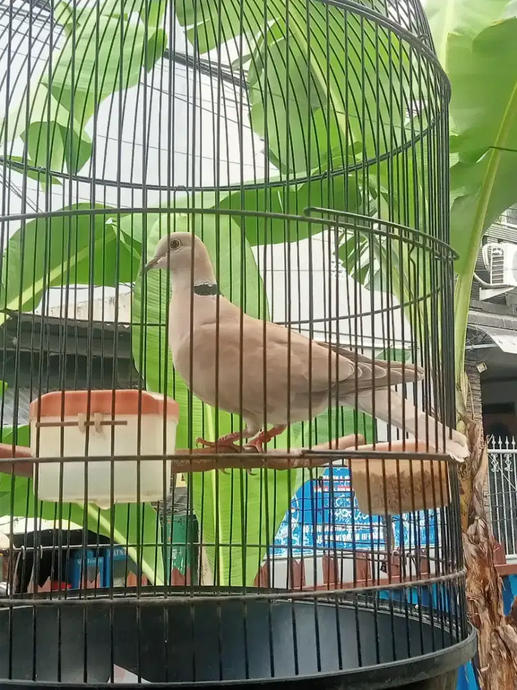Burung Puter pelung