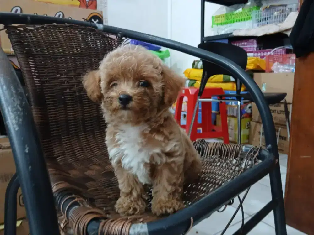 ANAKAN  BETINA POODLE APRICOT
