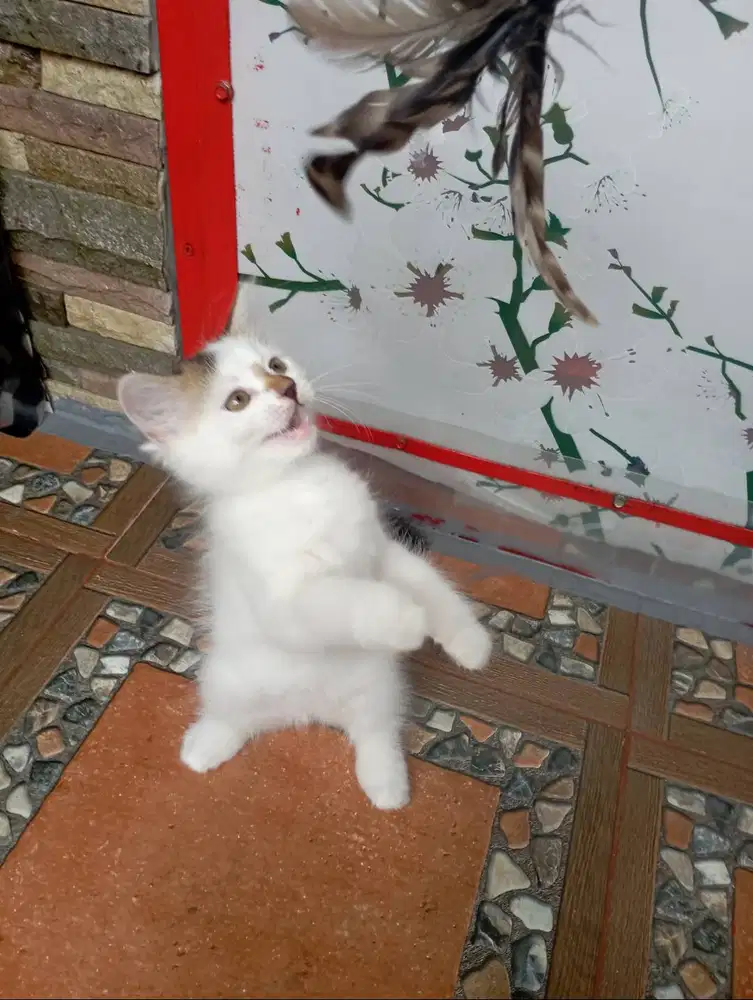 Adopsi Kitten Persia BETINA Indukan Anakan Ragdoll Mix Medium Longhair