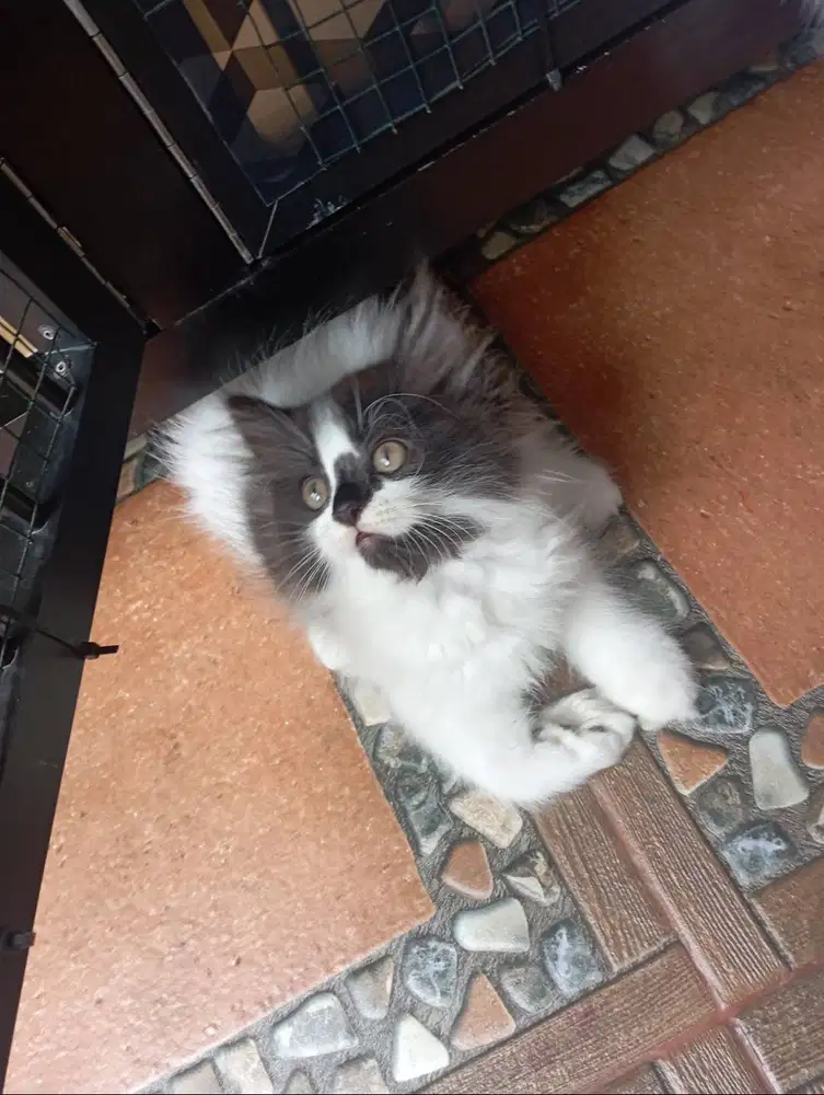 Adopsi Kitten Persia BETINA Indukan Anakan Ragdoll Mix Medium Longhair