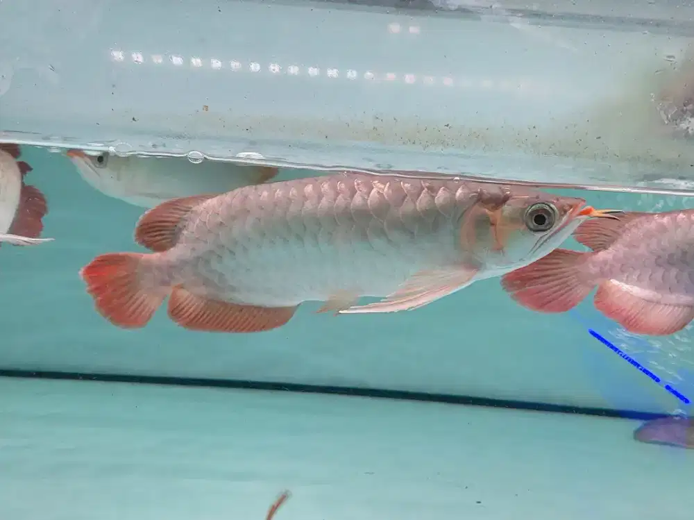 Ikan Arwana SR Size 25 Cm