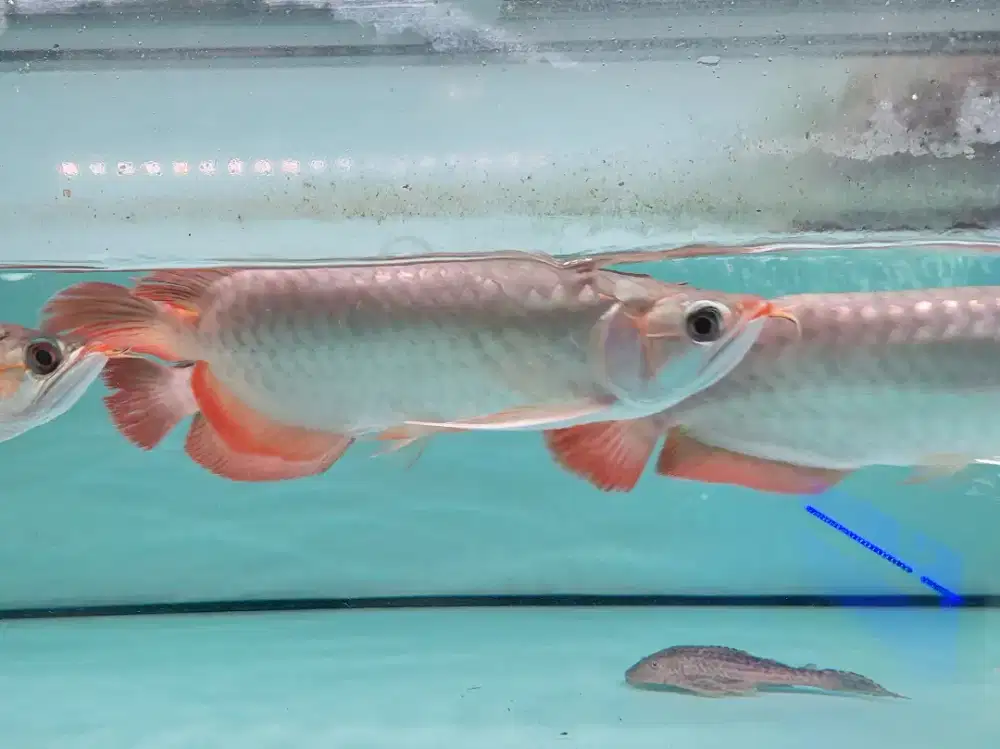 Ikan Arwana SR Size 24 Cm