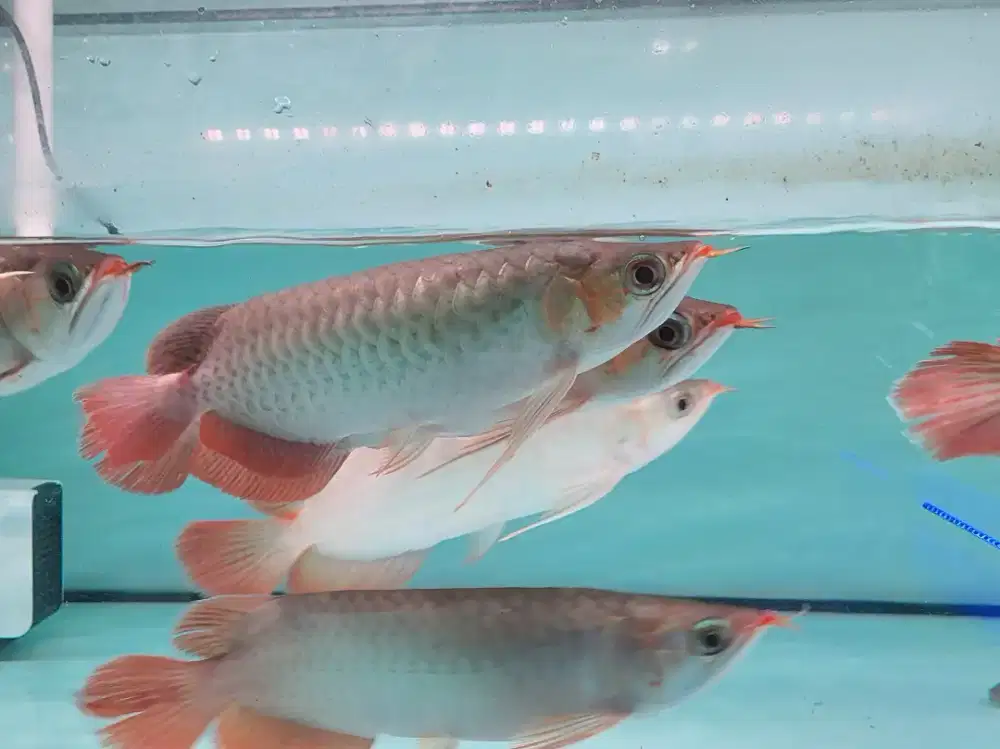 Ikan Arwana SR Size 25 Cm