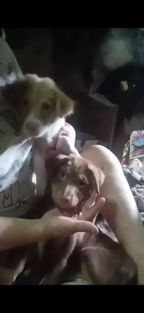 Anak anjing lucu 3 bulan